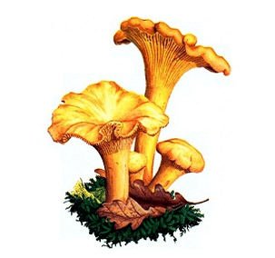 Líšky