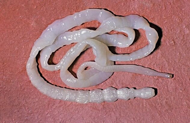 ako vyzerá pásomnica býka