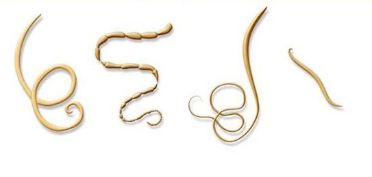 najbežnejšie druhy parazitov