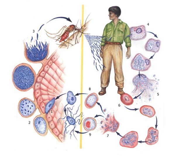metódy reprodukcie protozoálnych parazitov