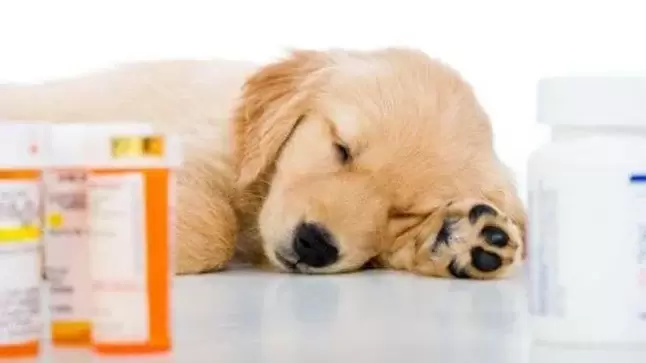 lieky na prevenciu červov u psov
